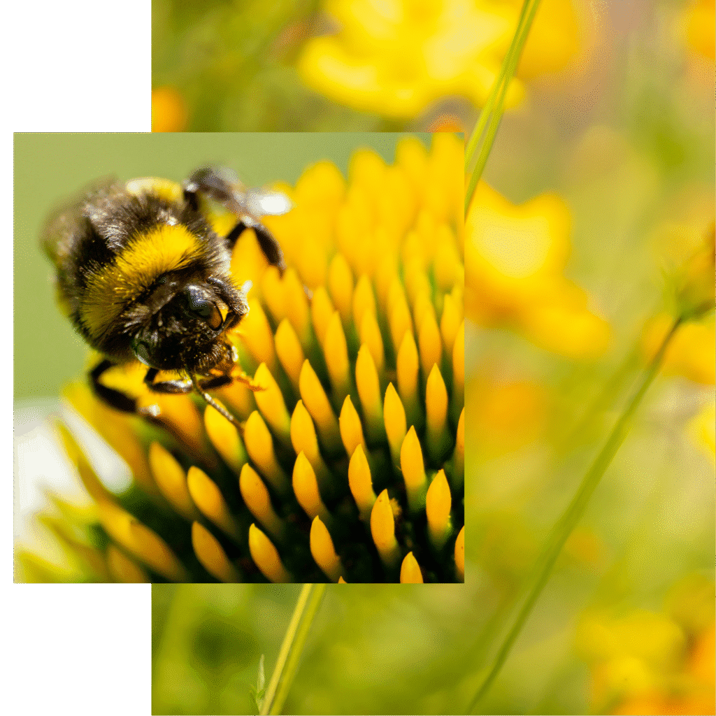 Humla som samlar pollen på gul blomma i naturen